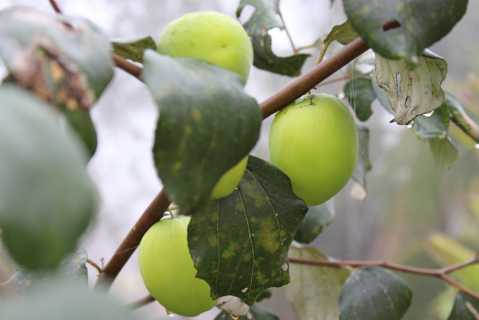 Canon EOS 700D (EOS Rebel T5i / EOS Kiss X7i) sample photo. Click, of, babl photography