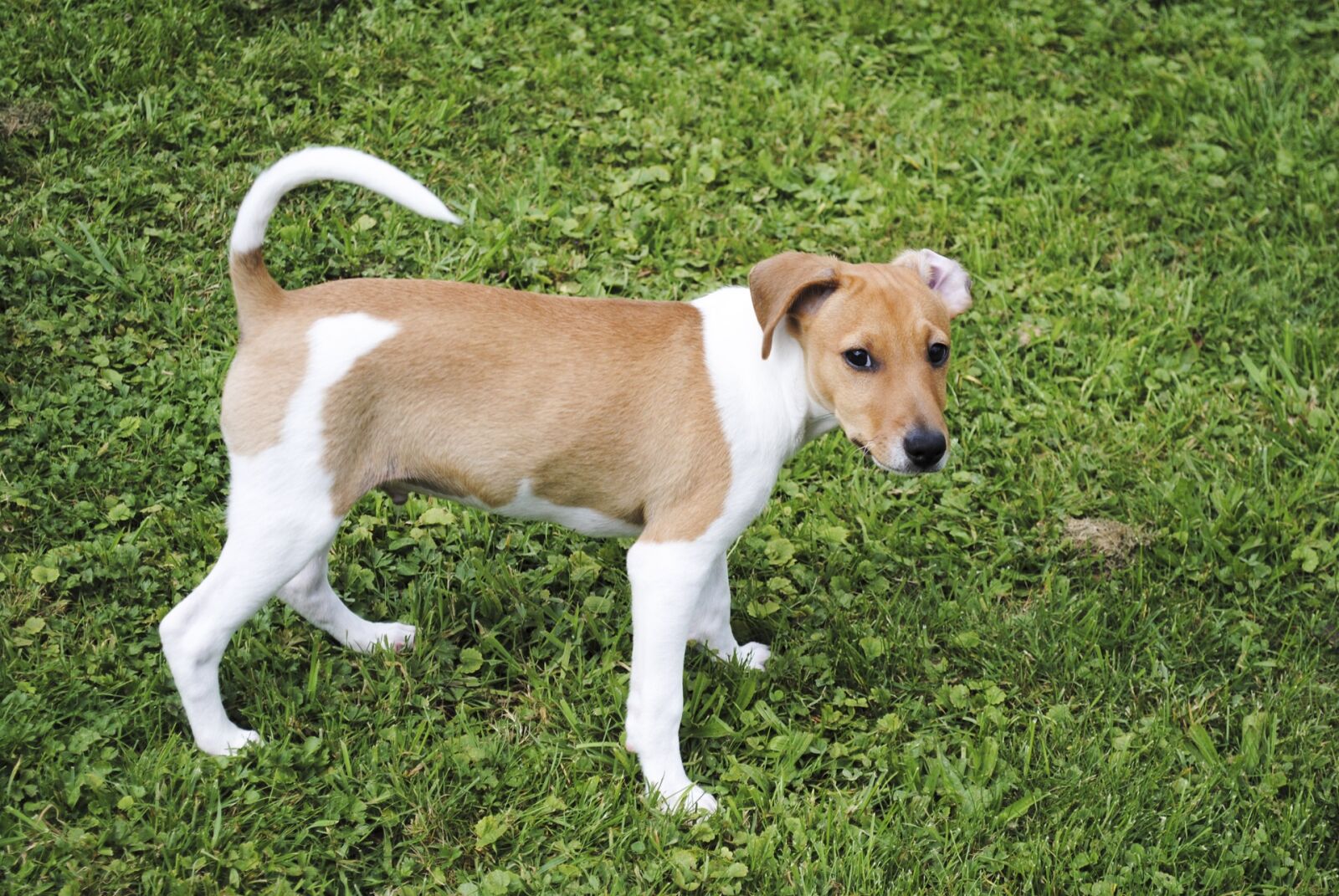 Nikon D3000 sample photo. Jack russell terrier, dog photography