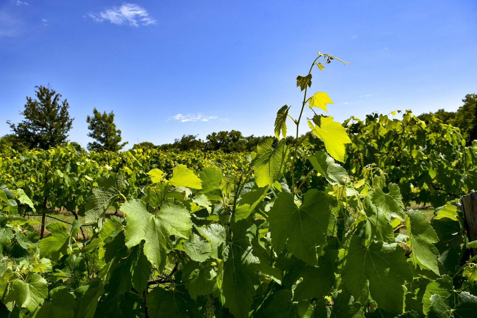 Nikon D7200 sample photo. Vineyard, vine, wine photography