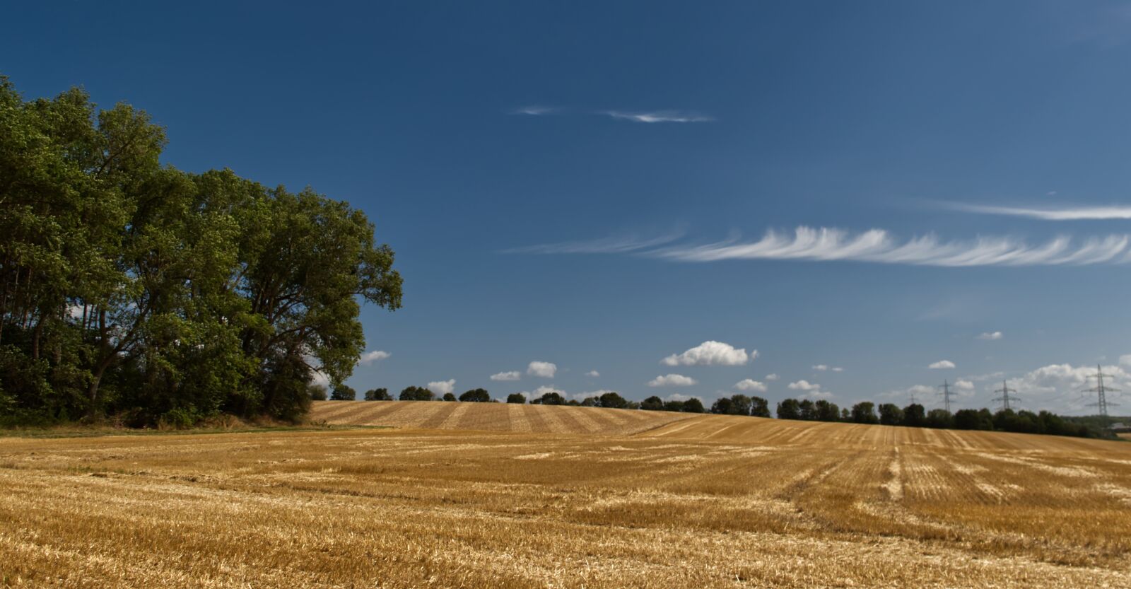 Nikon D5500 sample photo. Field, green, gold photography