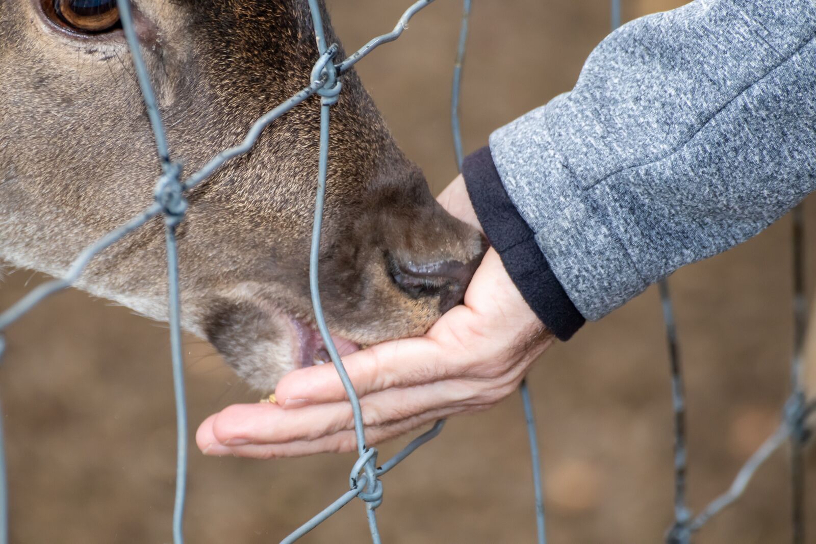 Canon EOS 200D (EOS Rebel SL2 / EOS Kiss X9) sample photo. Roe deer, feed, hand photography