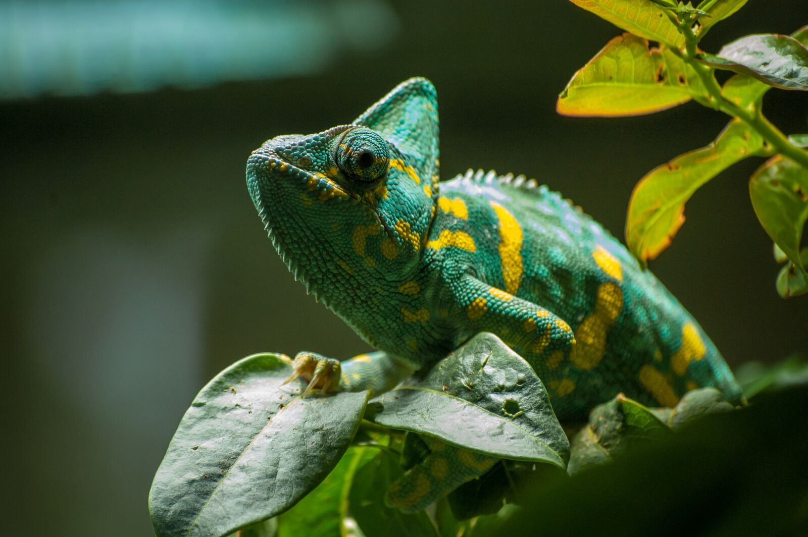 Nikon D40 sample photo. Chameleon, green, exotic photography