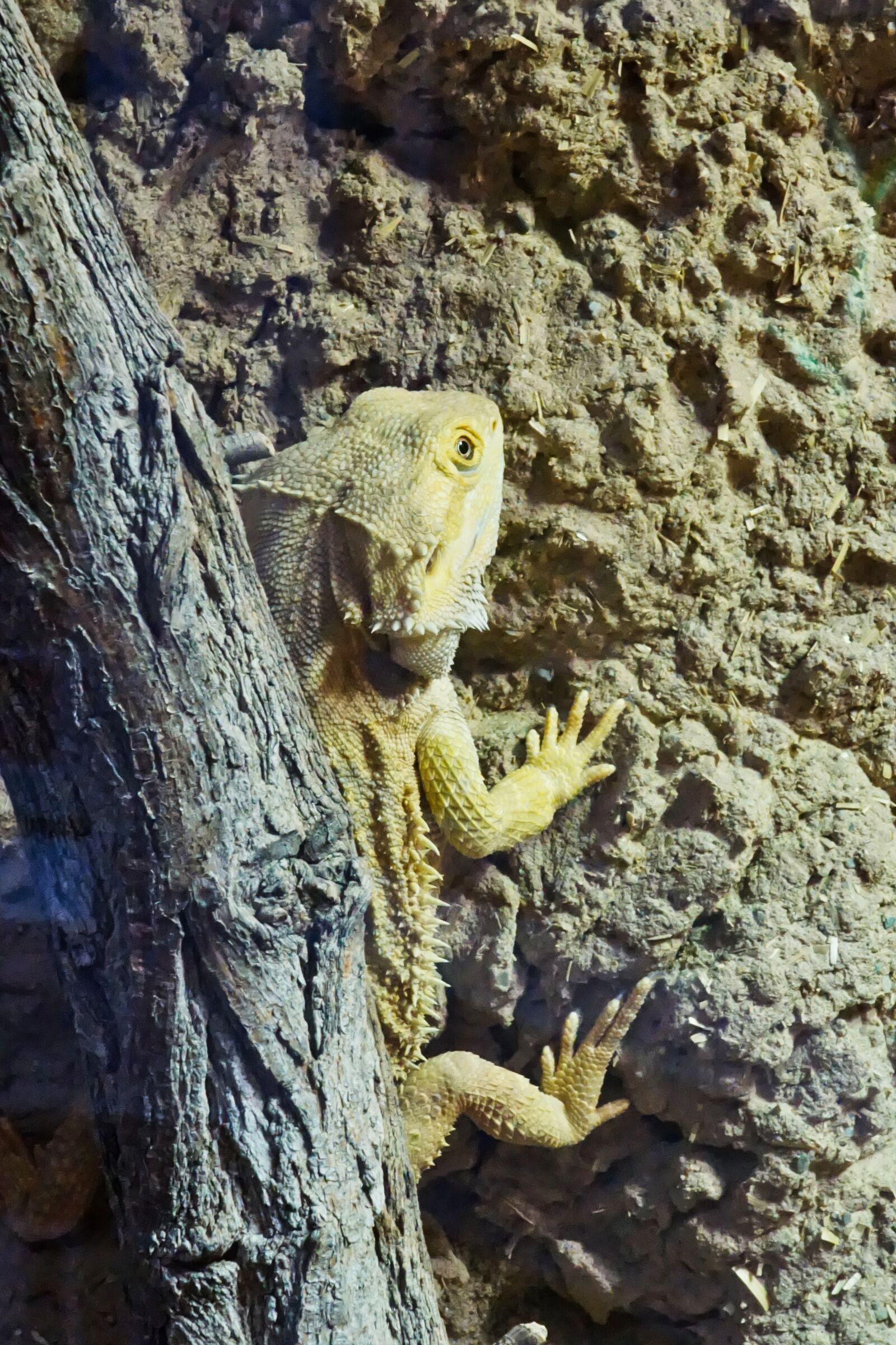 Sony a5100 + Sony E 30mm F3.5 Macro sample photo. Bearded dragon, animal, reptile photography