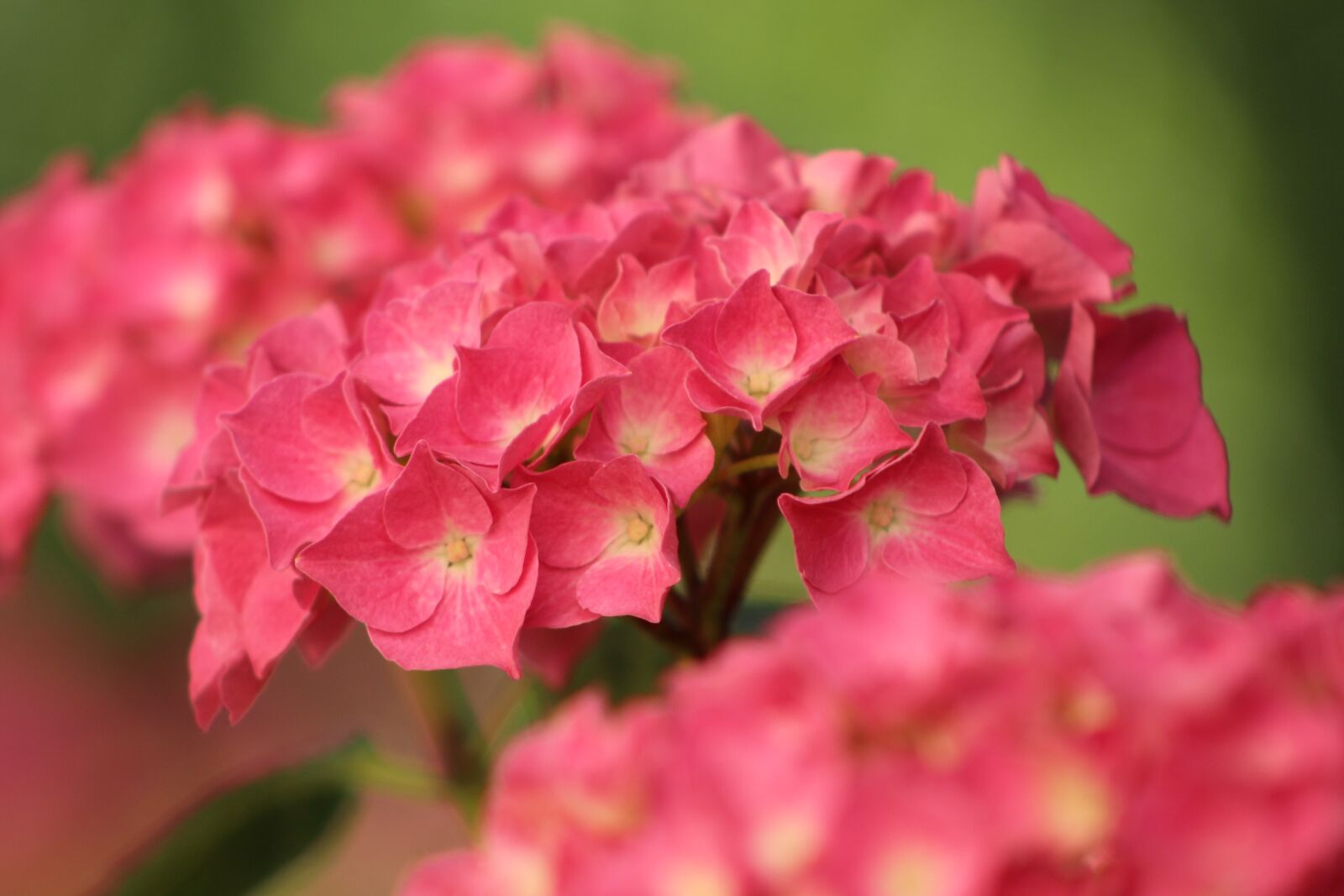 Canon EOS 700D (EOS Rebel T5i / EOS Kiss X7i) sample photo. Flower, red, blossom photography