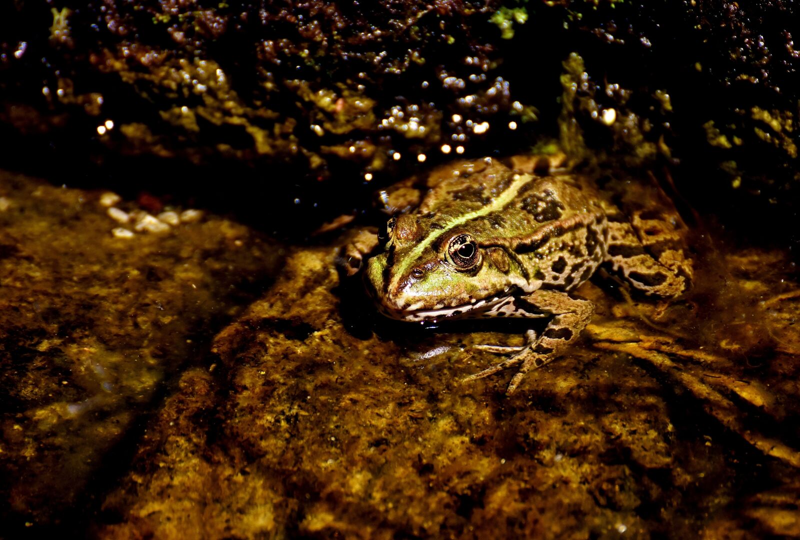 Nikon D7200 sample photo. Frog, pond, animal photography