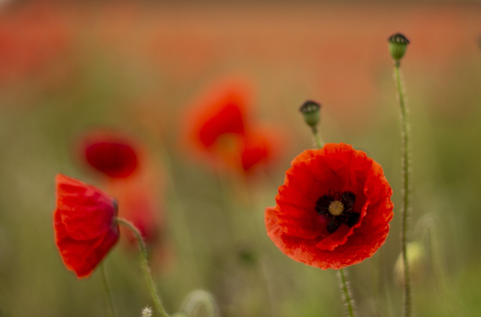 Nikon D7200 sample photo. Remembrance day, poppy, armistice photography