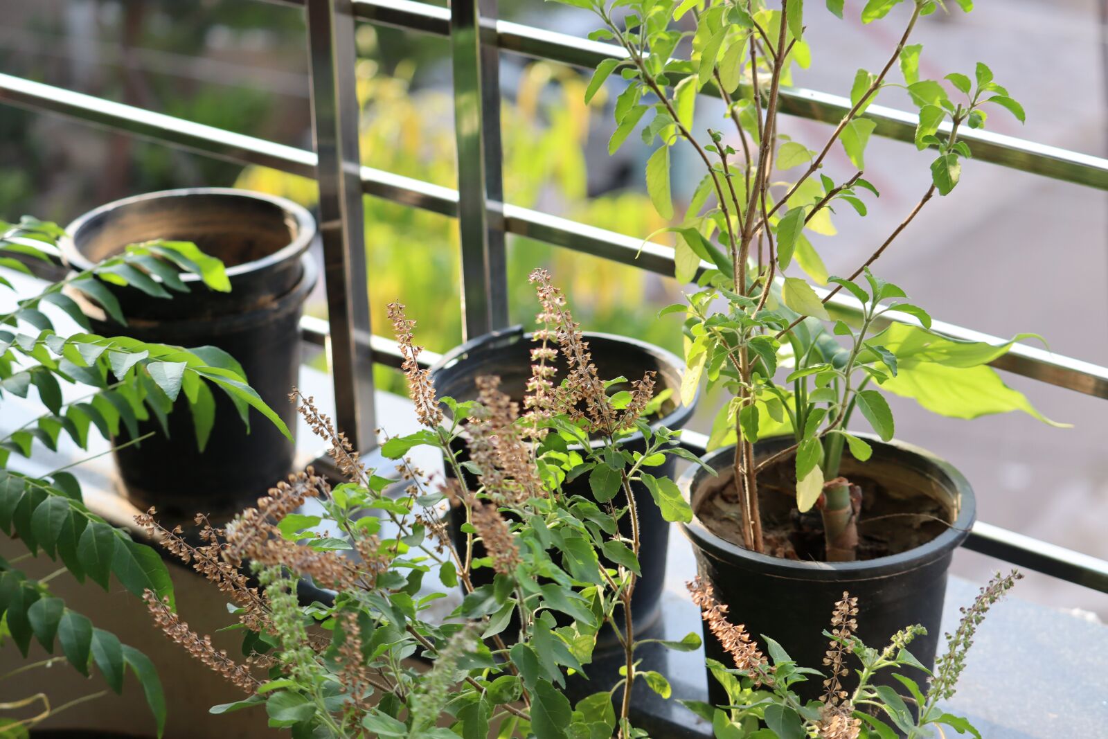 Canon EOS 250D (EOS Rebel SL3 / EOS Kiss X10 / EOS 200D II) sample photo. Leaves, basil, pot photography