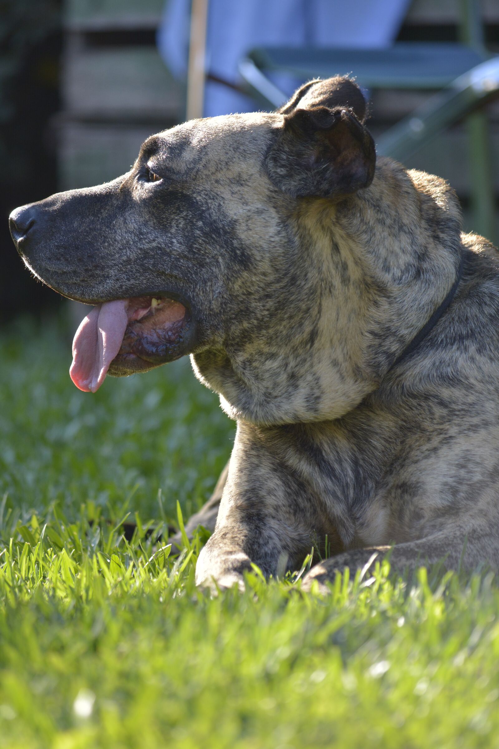 Nikon D5200 sample photo. Pets, dog, profile dog photography