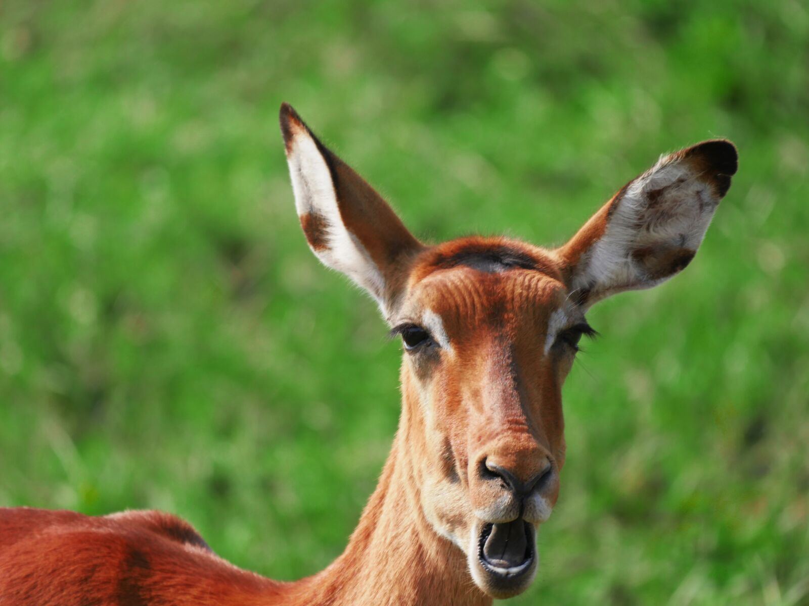 Panasonic Lumix DMC-GX8 sample photo. Impala, animal portrait, chew photography