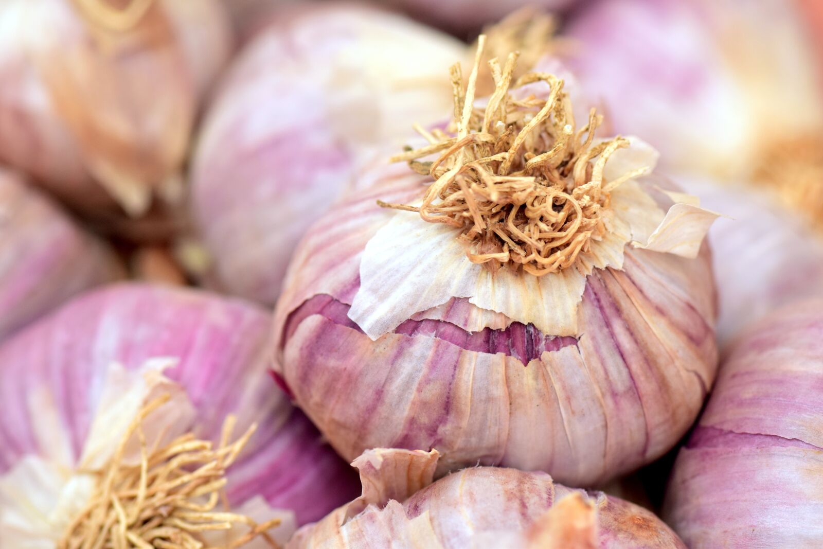 Nikon D3300 sample photo. Garlic, mediterranean, spice photography
