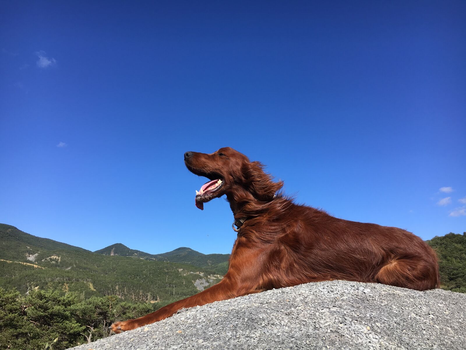 Apple iPhone 6s sample photo. Dog, mountain, roux photography