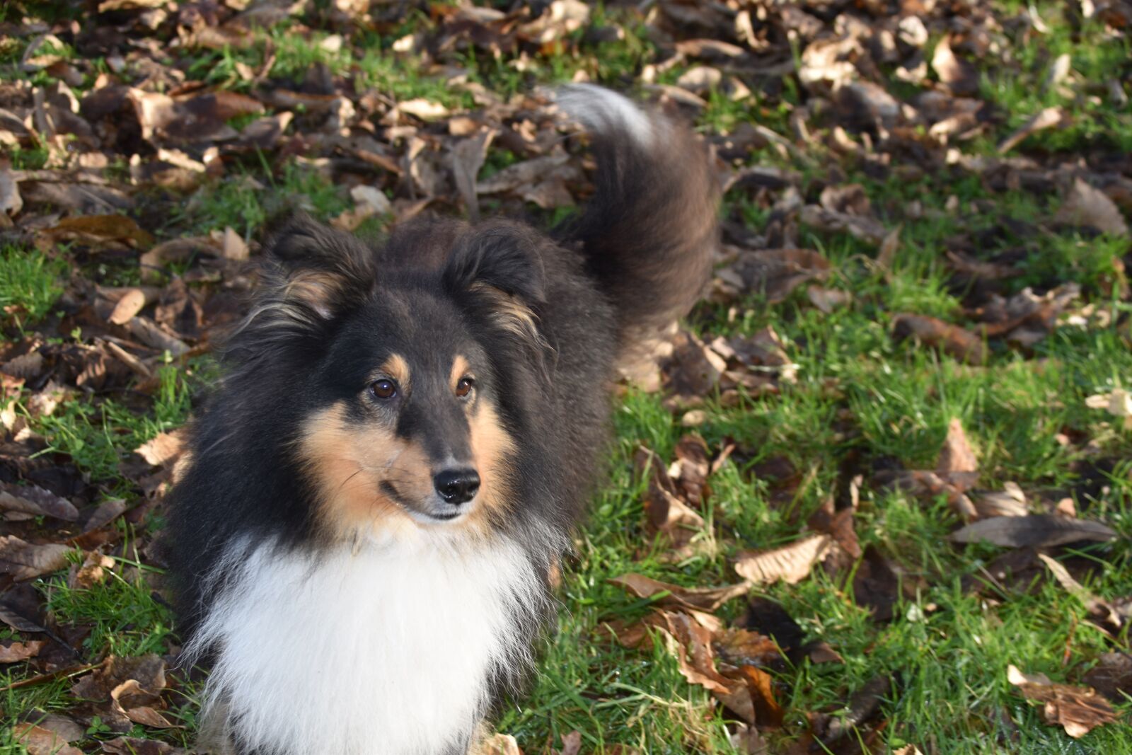 Nikon D5600 sample photo. Dog, dog shetland sheepdog photography