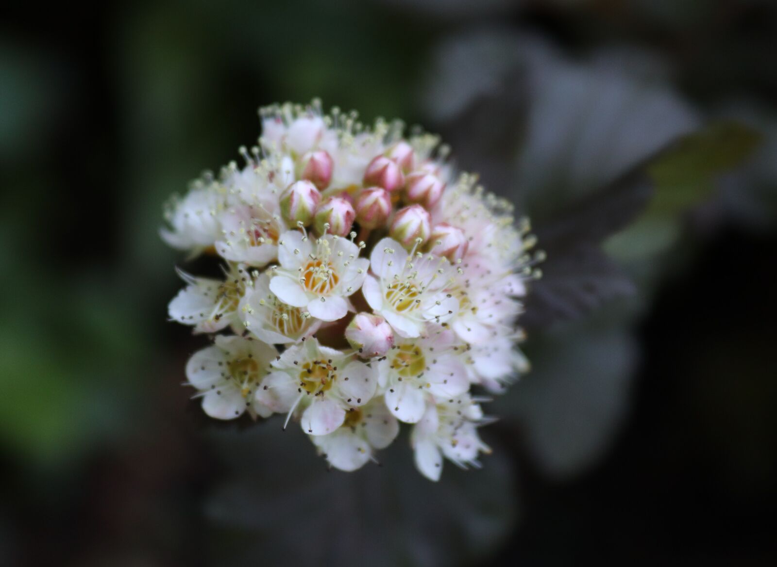 Canon EOS 200D (EOS Rebel SL2 / EOS Kiss X9) sample photo. Blossom, bloom, bush photography