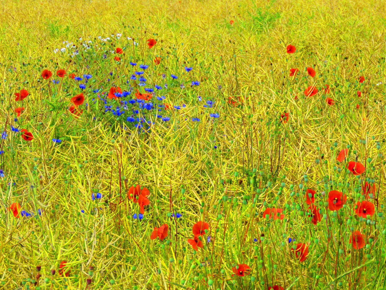 Canon PowerShot SX60 HS sample photo. Wildflowers, flower meadow, poppy photography