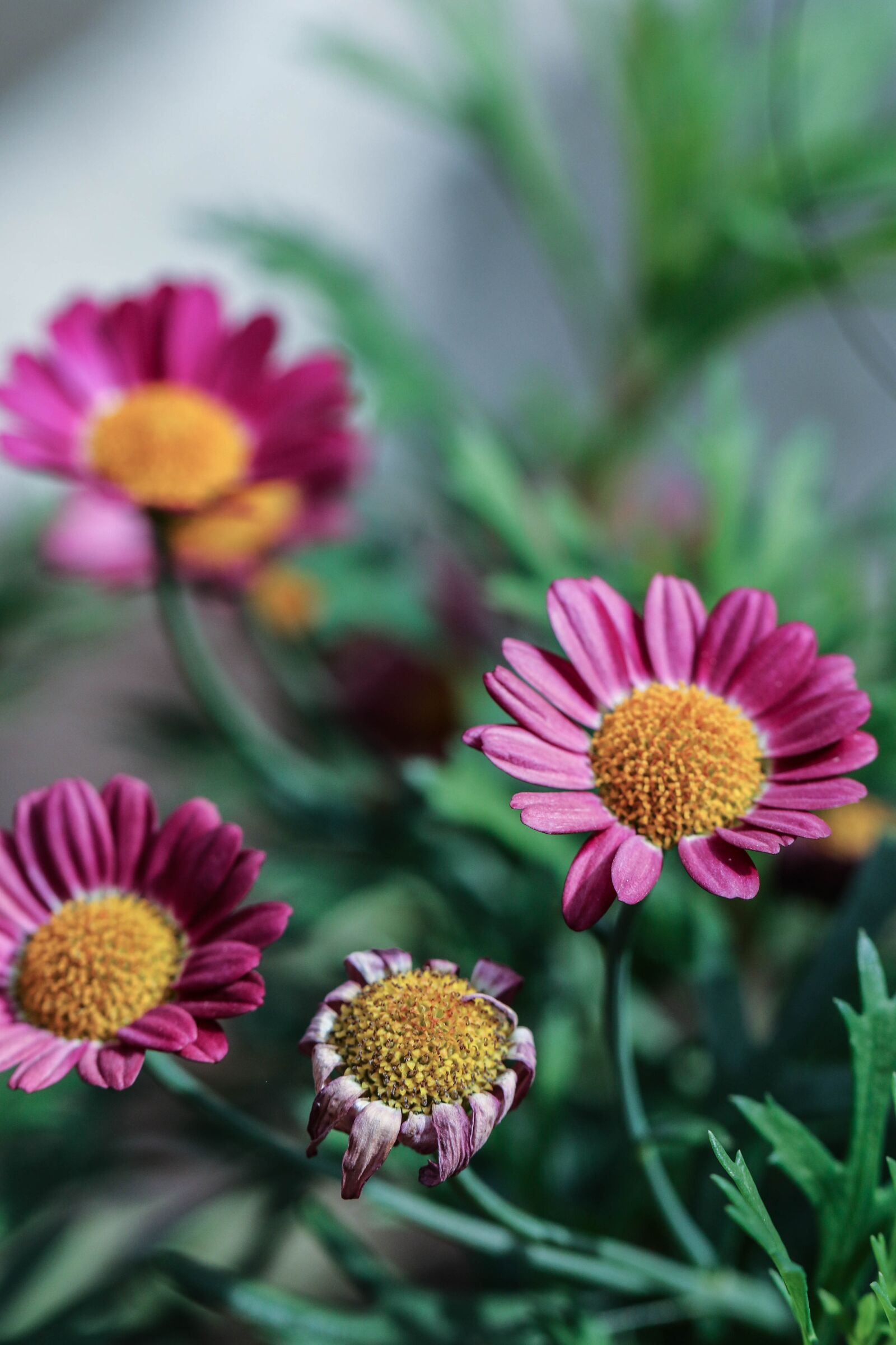 Canon EOS 7D Mark II sample photo. Flower, summer flower, garden photography