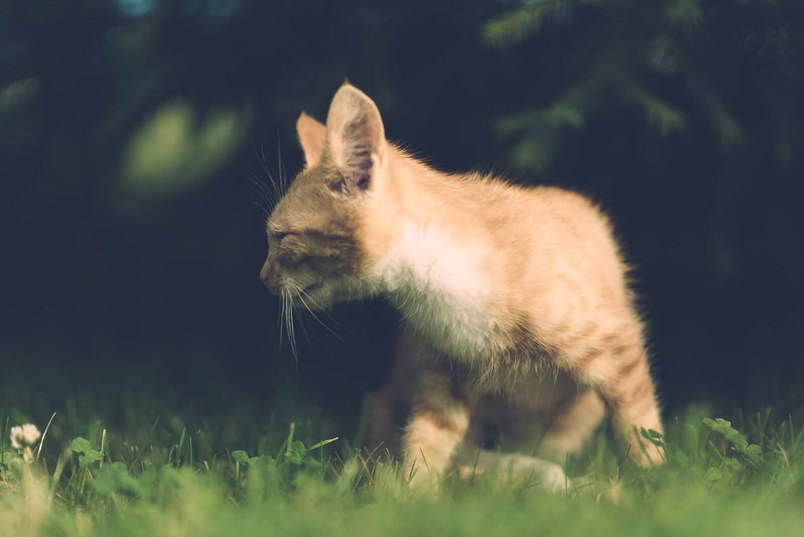 Nikon D600 sample photo. Cat, eye, injury photography
