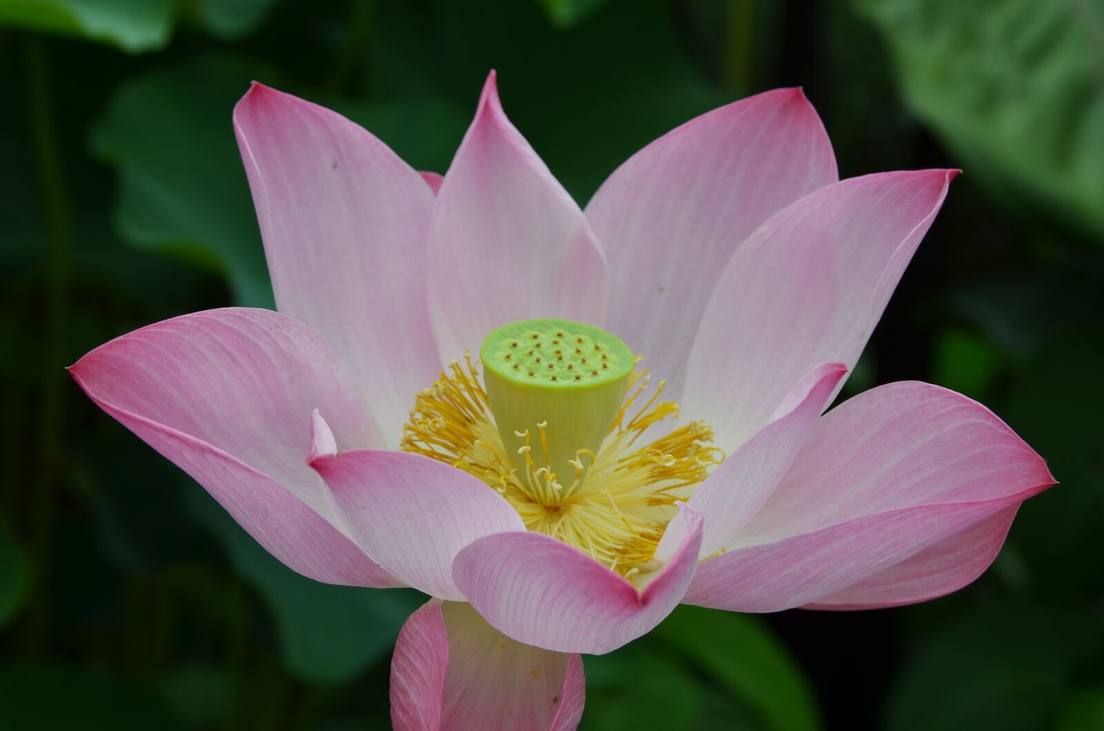 Nikon D7000 sample photo. East indian sacred lotus photography