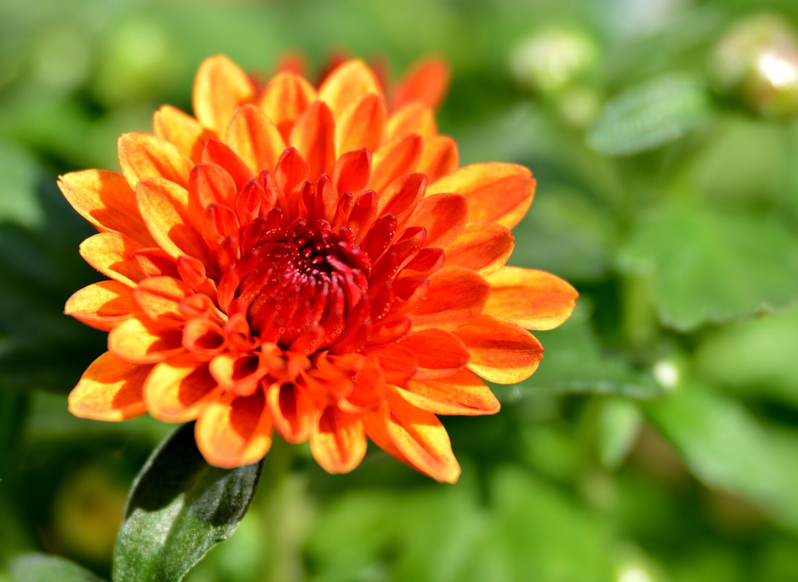 Nikon D600 sample photo. Chrysanthemum, flower, bloom photography