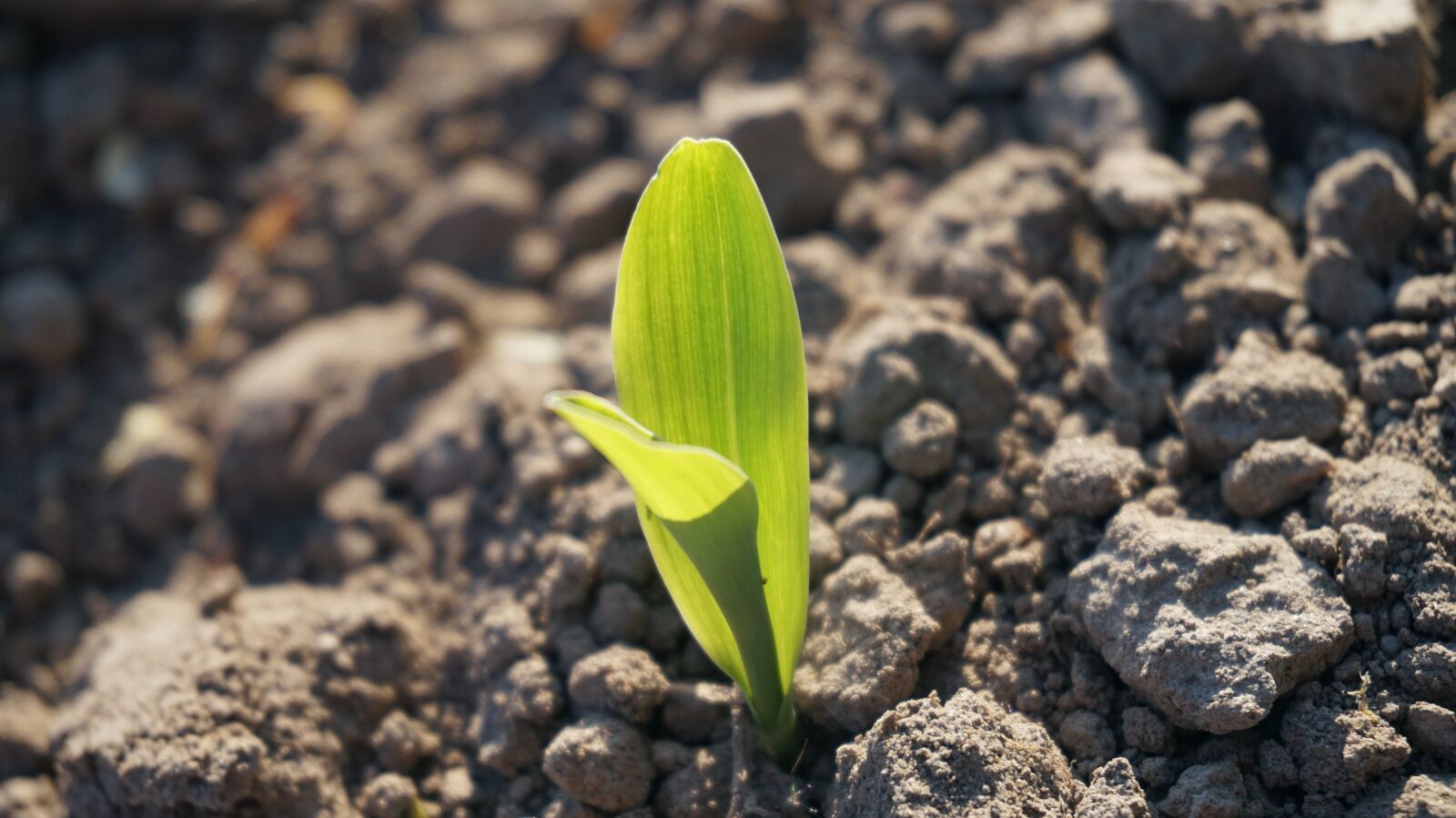 Sony Alpha a5000 (ILCE 5000) sample photo. Spring, plant, close up photography