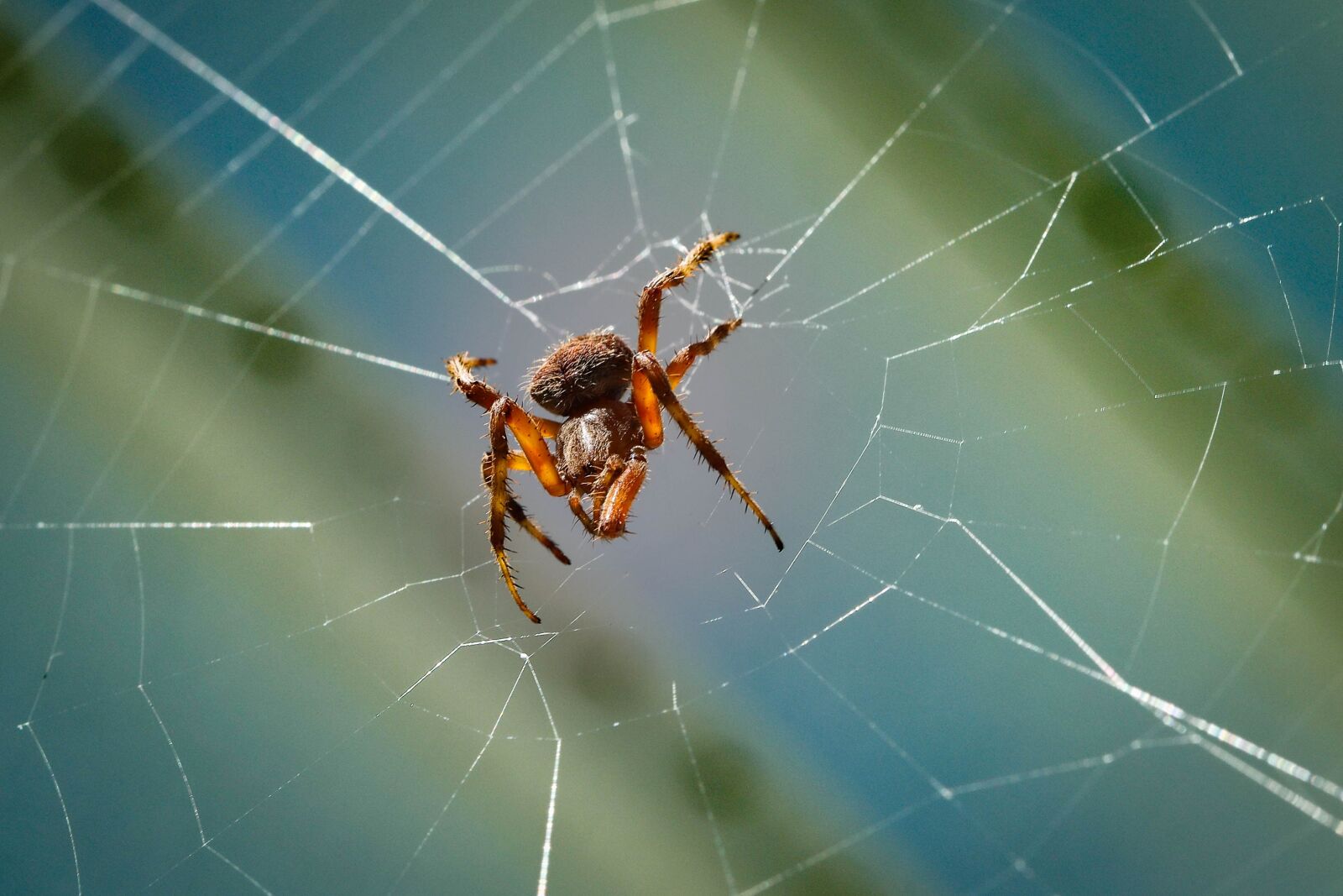Canon EF 100mm F2.8 Macro USM sample photo. Spider, arachnid, web photography