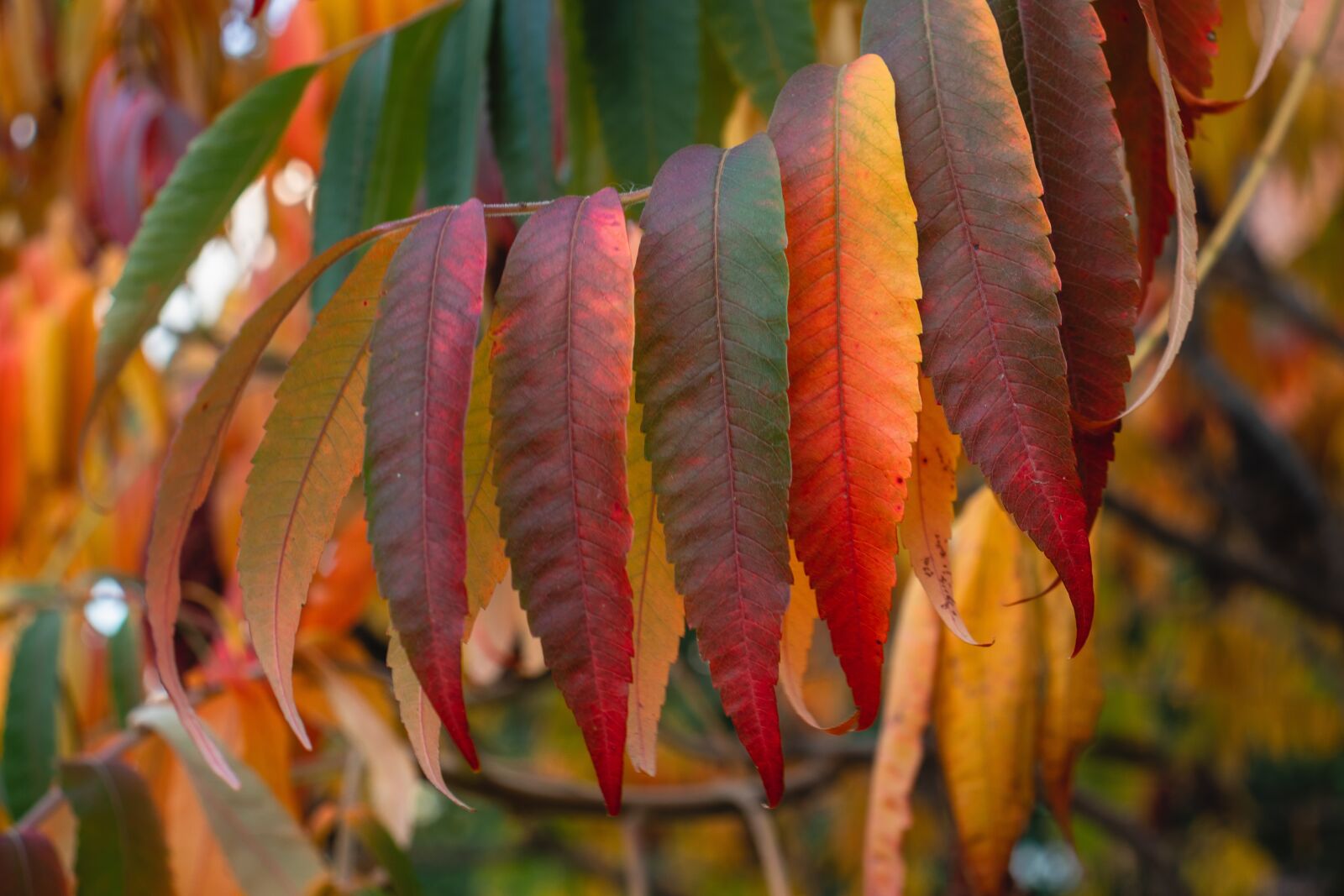 Canon EOS 77D (EOS 9000D / EOS 770D) sample photo. Autumn, leaves, colorful photography