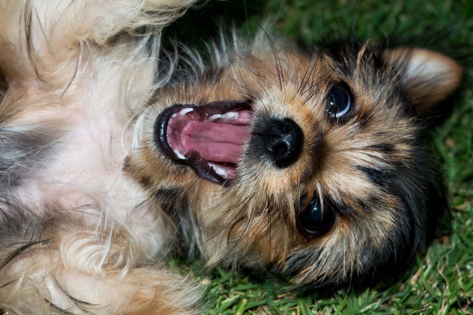Nikon D5200 sample photo. Dog, cute, playful photography