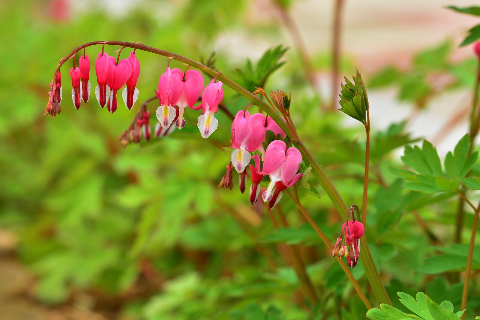 Nikon D7100 sample photo. Bleeding heart, spring, flowers photography