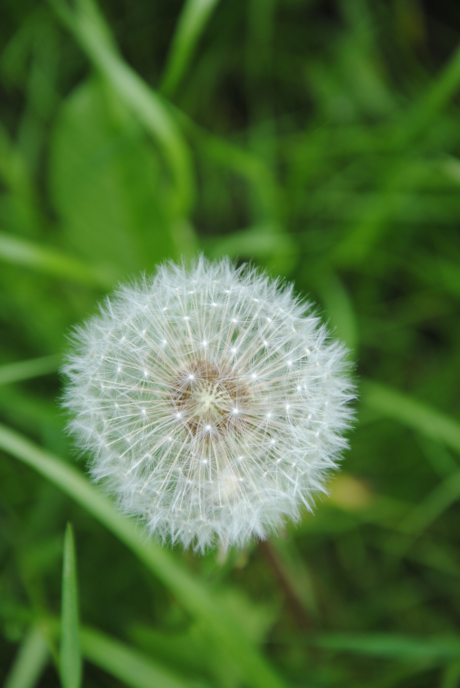 Nikon D3000 sample photo. Dandelion, flower, plant photography
