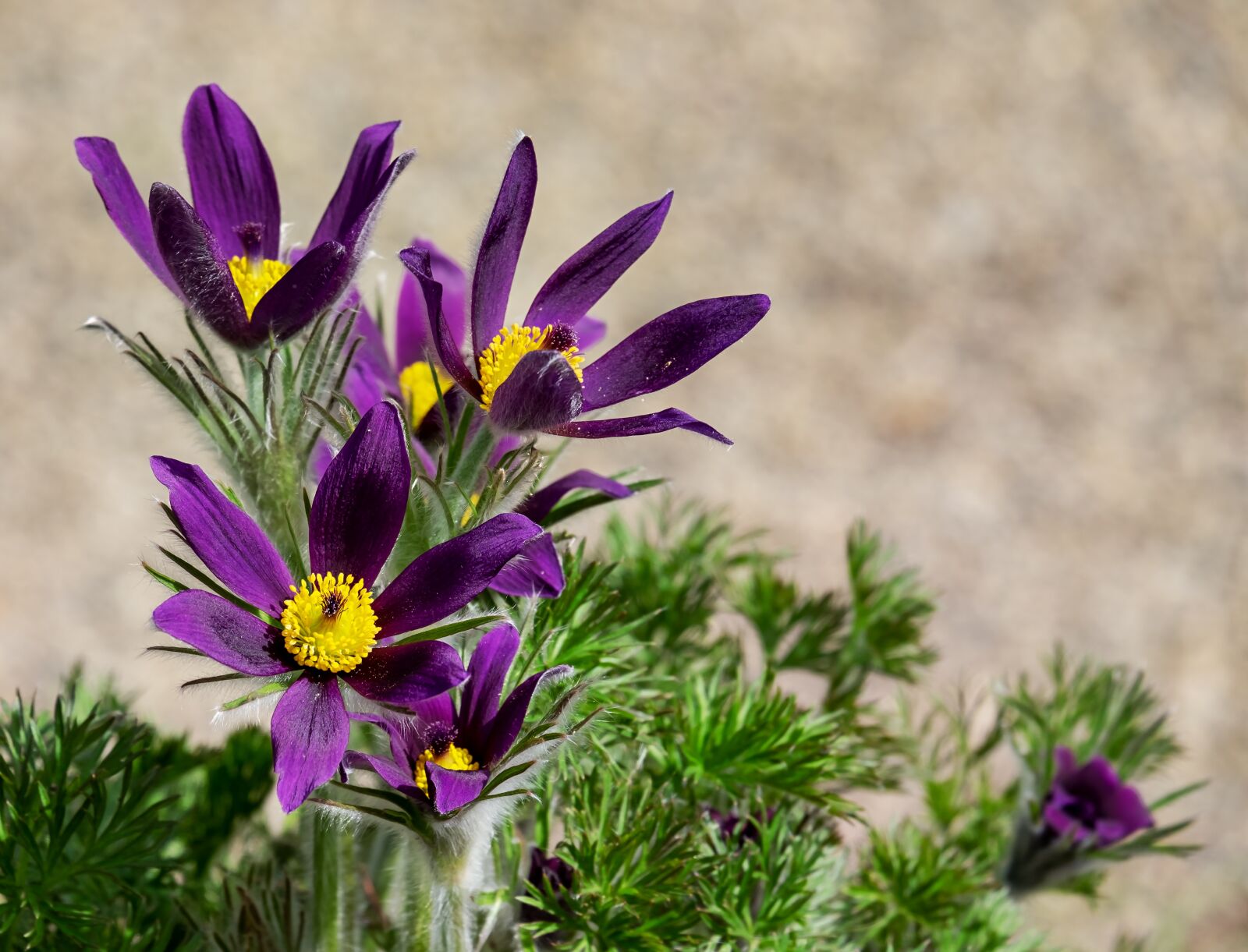 Fujifilm XF 55-200mm F3.5-4.8 R LM OIS sample photo. Pasque flower, pulsatilla patens photography
