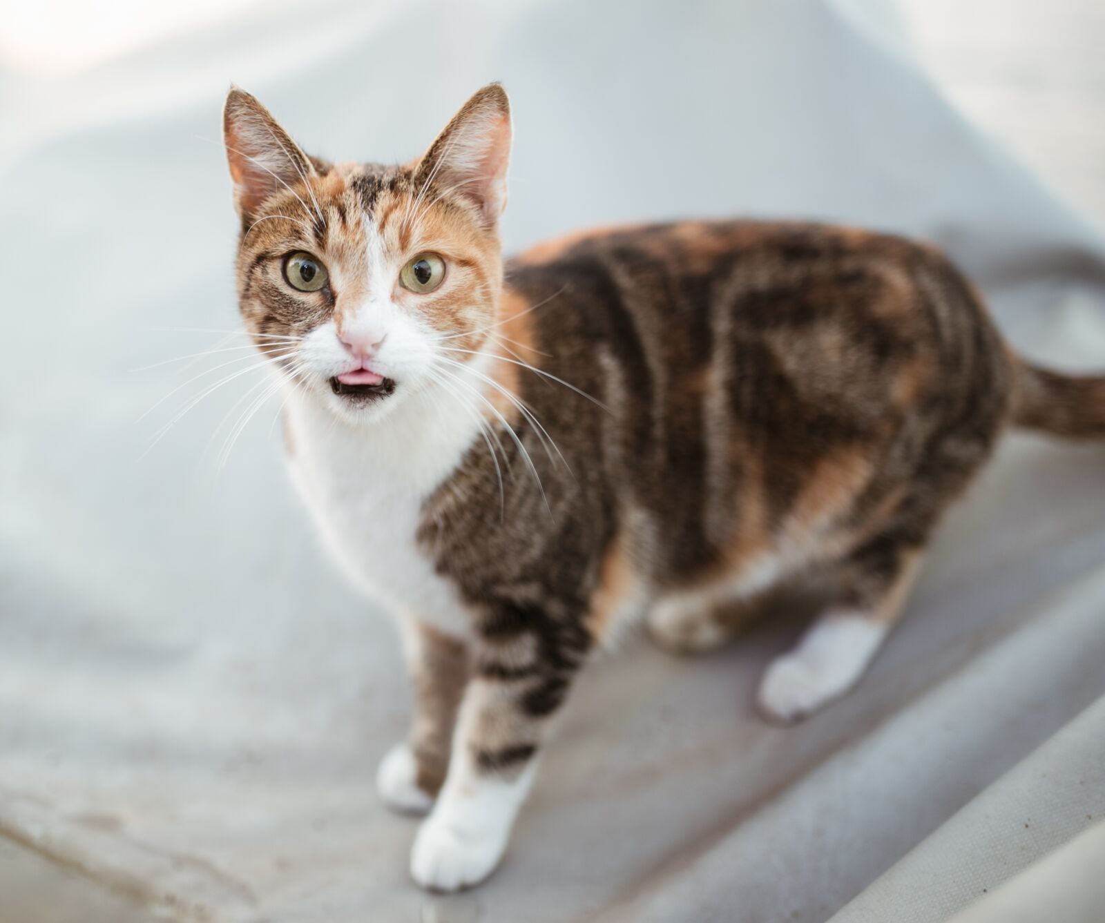Canon EOS 6D sample photo. Cat, animal, cute photography