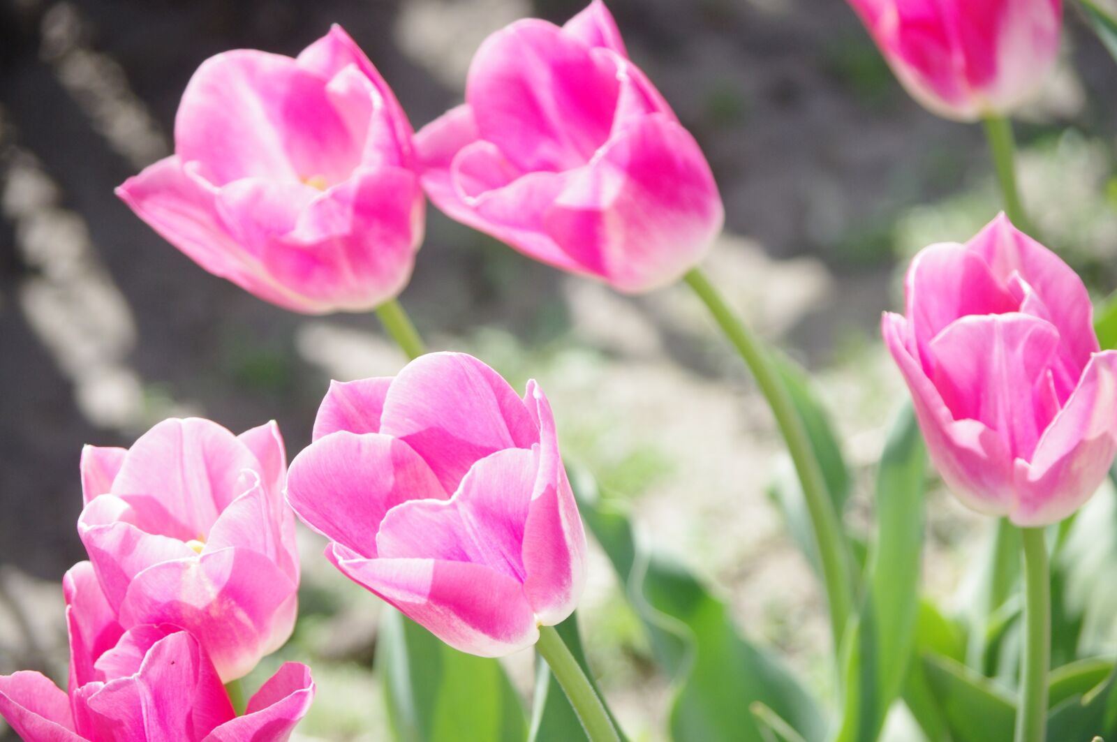 Pentax K-x sample photo. Tulips, pink, spring photography