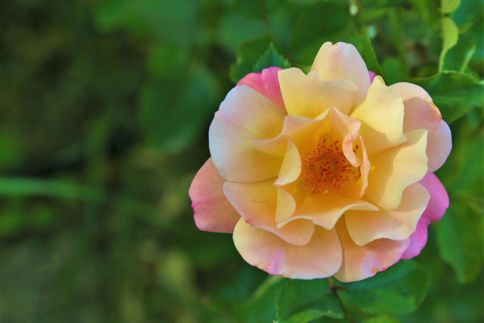Canon EF 24-105mm F4L IS USM sample photo. Rose, spring, nature photography