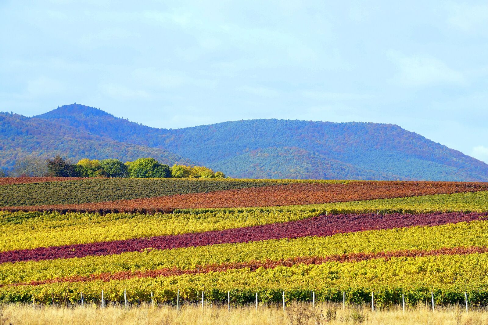 Sony Alpha a5000 (ILCE 5000) + Sony E 55-210mm F4.5-6.3 OSS sample photo. Autumn, color, vineyard photography