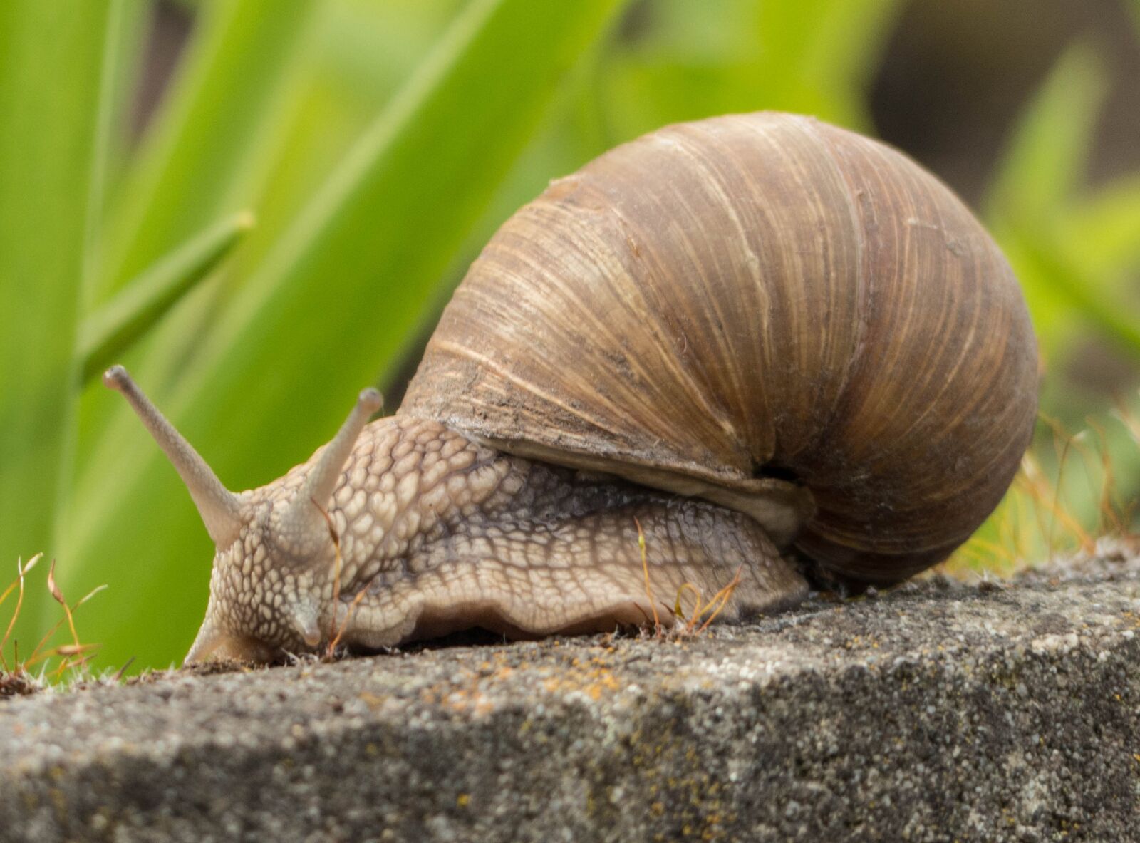 Panasonic Lumix DMC-FZ200 sample photo. Snail, mollusk, crawl photography