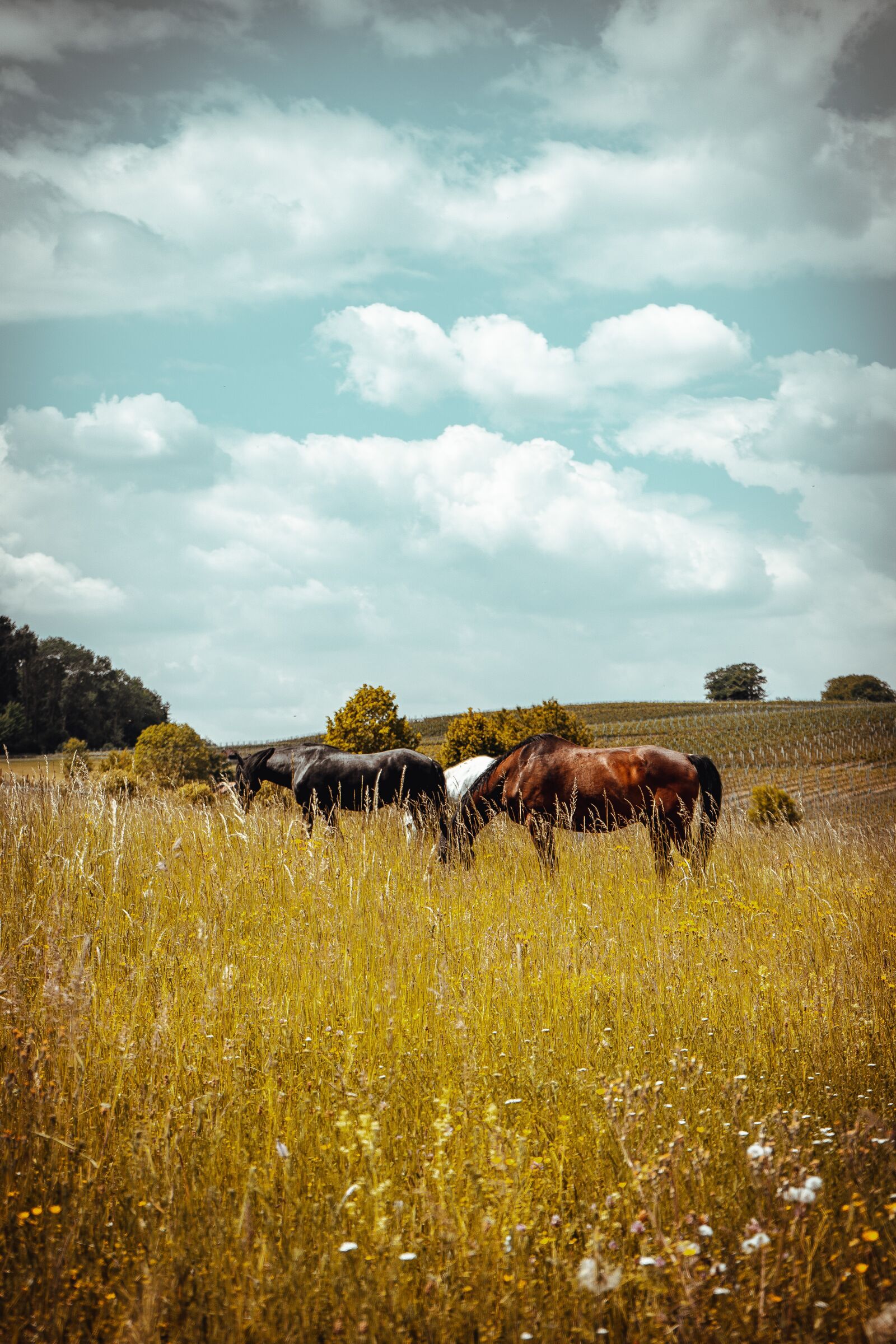 Sony a7 II + Sony FE 28-70mm F3.5-5.6 OSS sample photo. Horse, horses, nature photography