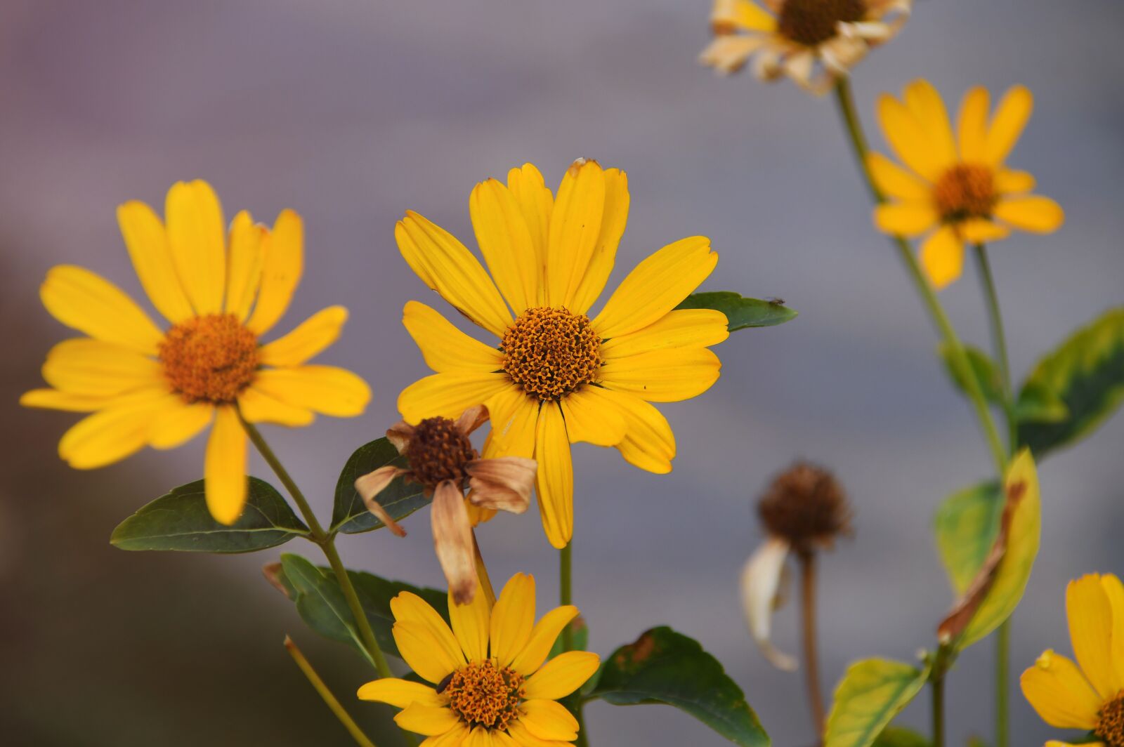 Nikon D3200 sample photo. Autumn, flower, yellow flower photography