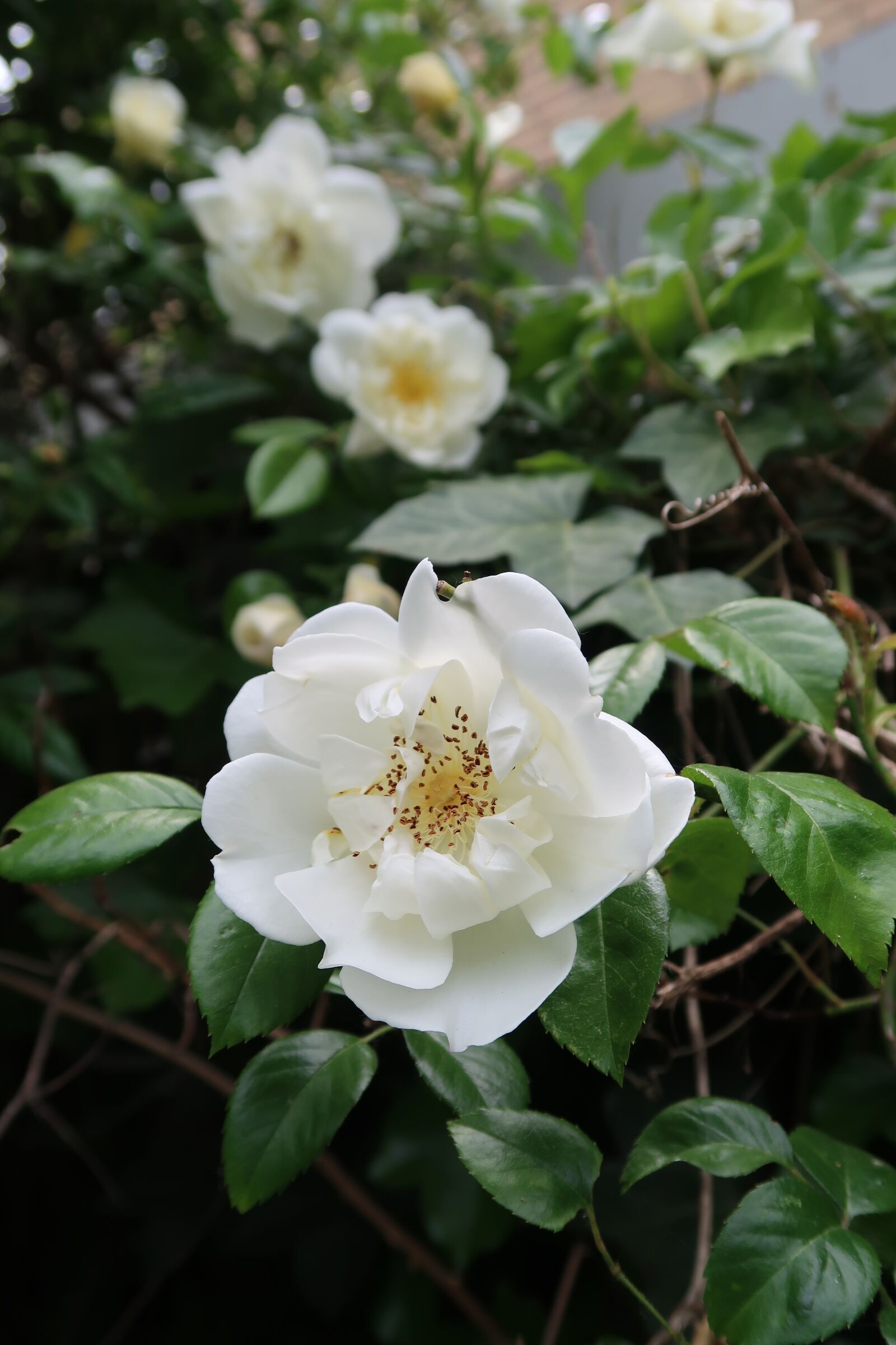Canon PowerShot G7 X Mark II sample photo. White, rose, bush photography