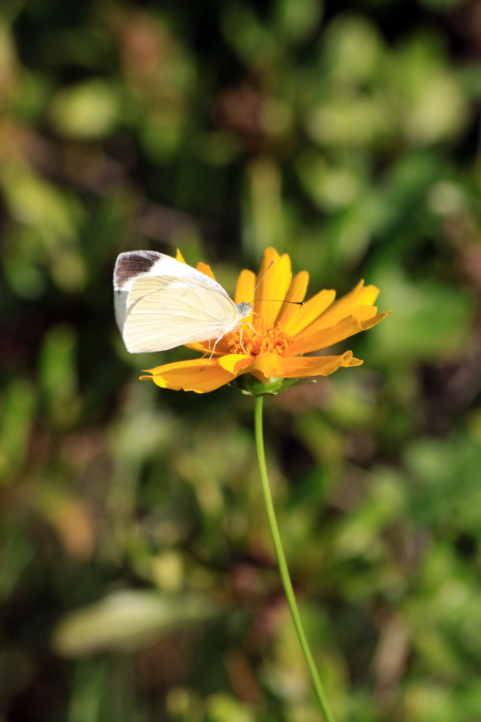Canon EOS 50D sample photo. Butterfly, geumgyeguk, insects photography