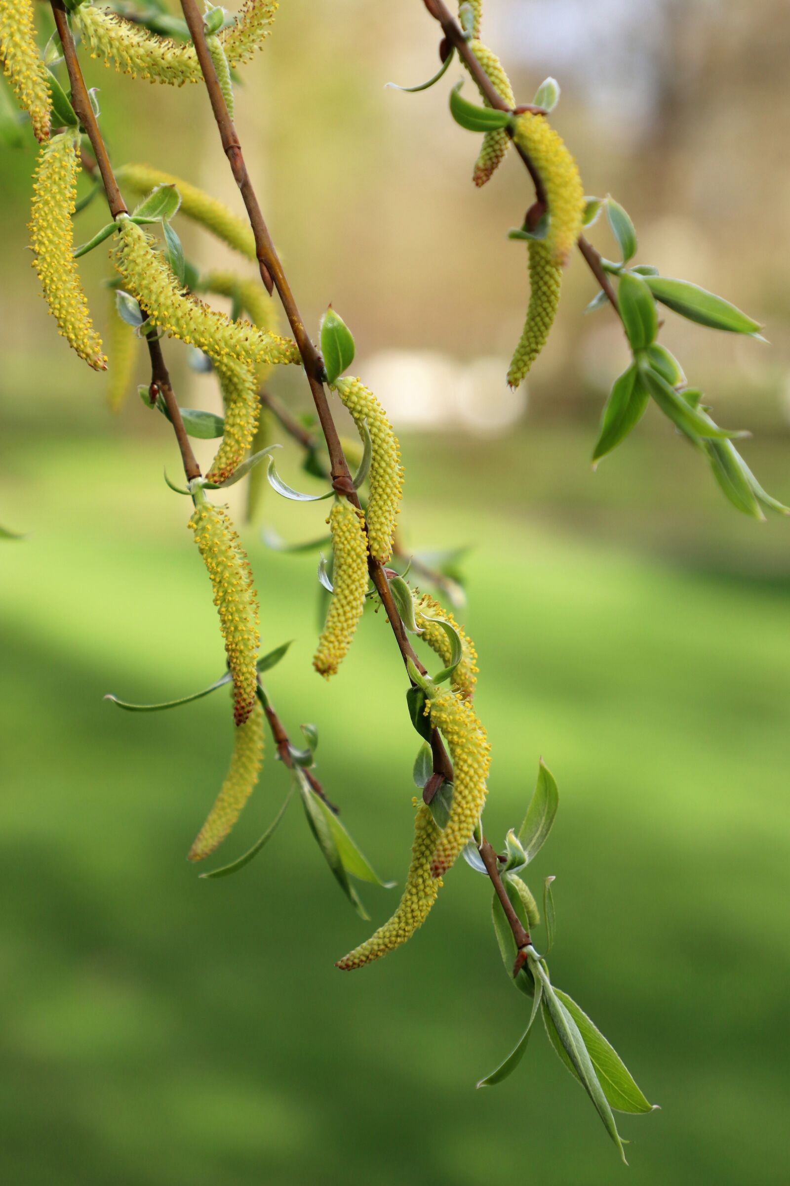 Canon EOS 77D (EOS 9000D / EOS 770D) sample photo. Birch, kidney, spring photography