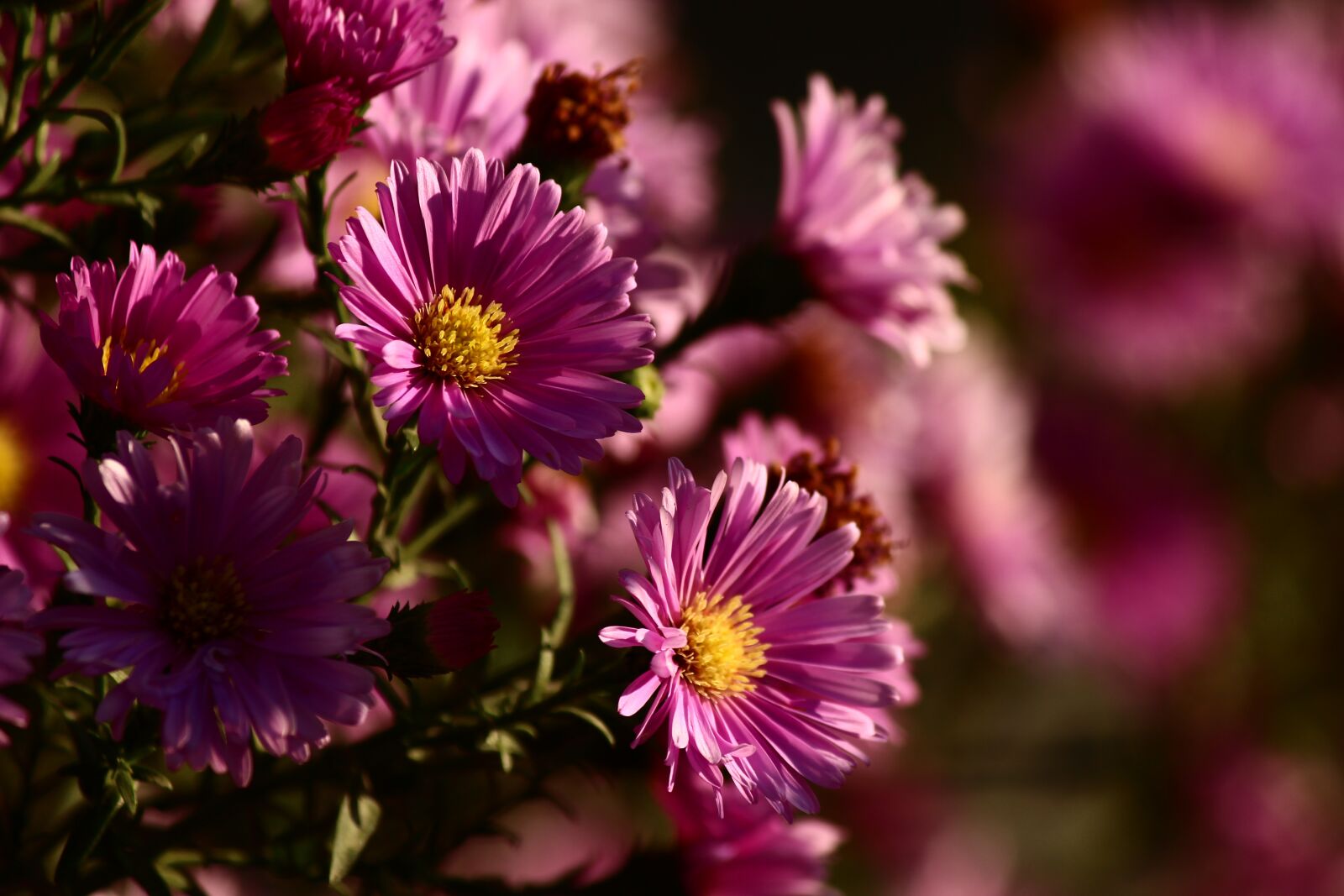 Canon EF-S 55-250mm F4-5.6 IS II sample photo. Flower, rose hill cemetery photography
