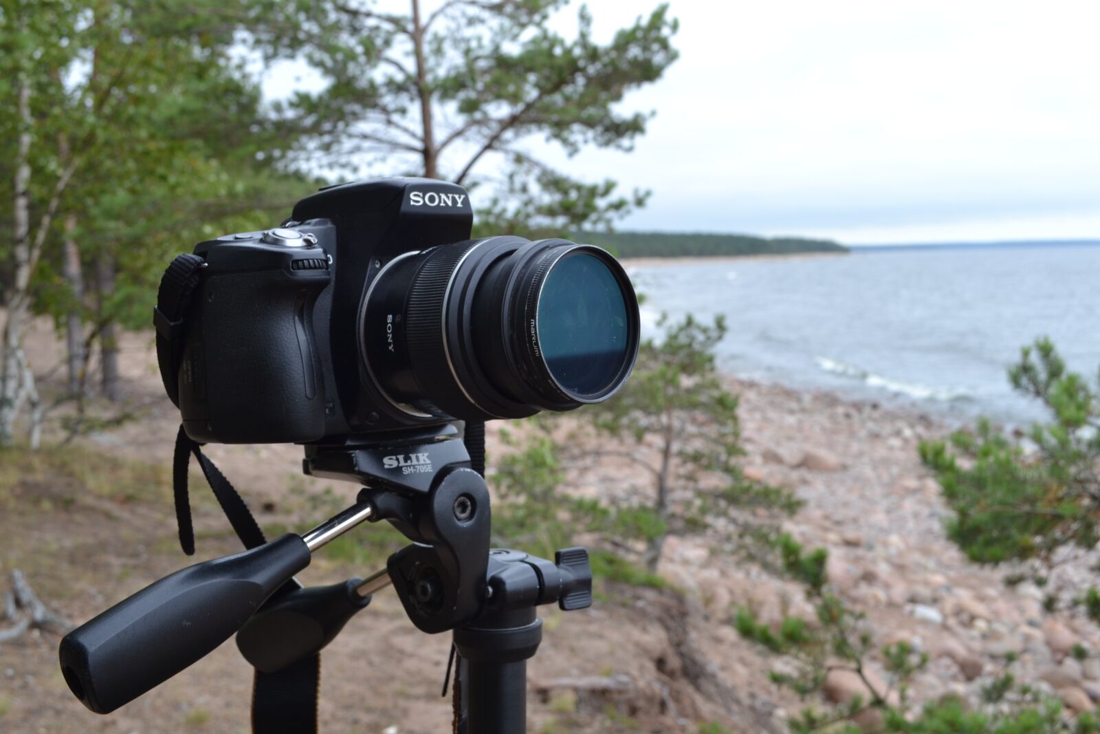 Nikon D3100 sample photo. Camera, beach, forest photography