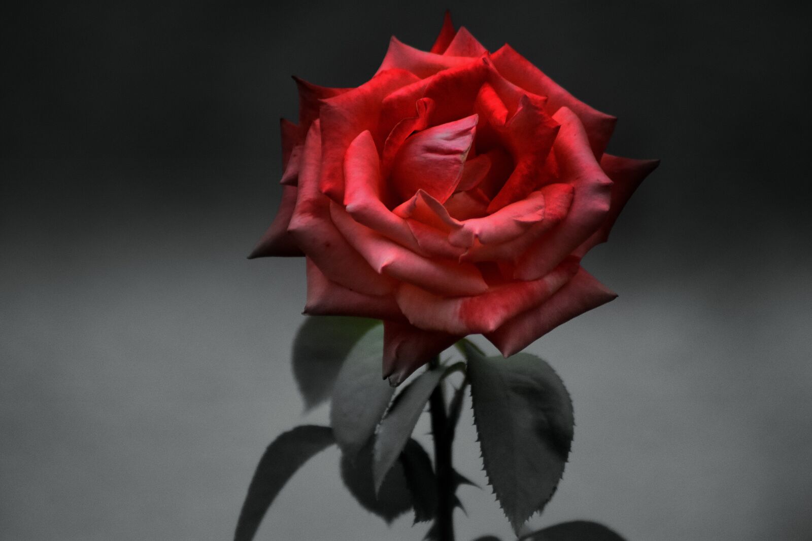 Nikon D3400 sample photo. Rose, red, black and photography