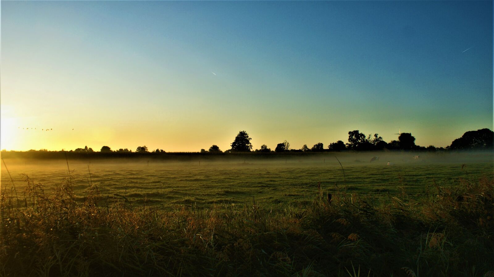 Sony Alpha DSLR-A350 sample photo. Sunrise, pasture, cows photography
