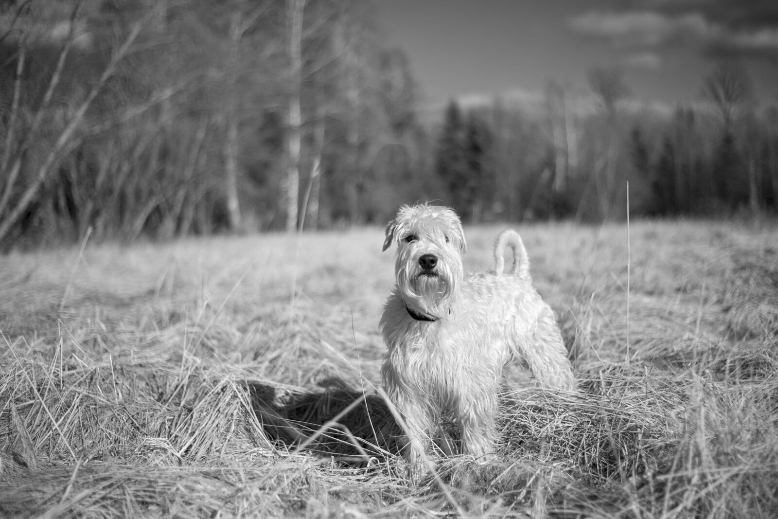 Canon EOS 6D sample photo. Nature, grass, dog photography