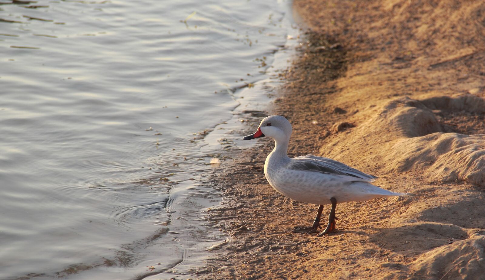 Canon EOS 60D sample photo. Bird, water, nature photography