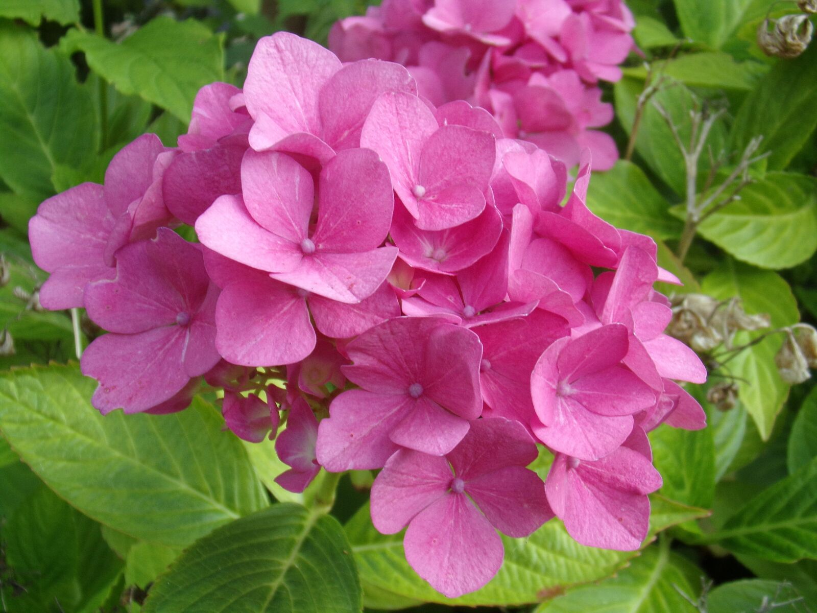 Kodak PIXPRO AZ251 sample photo. Plants, macro, pink photography