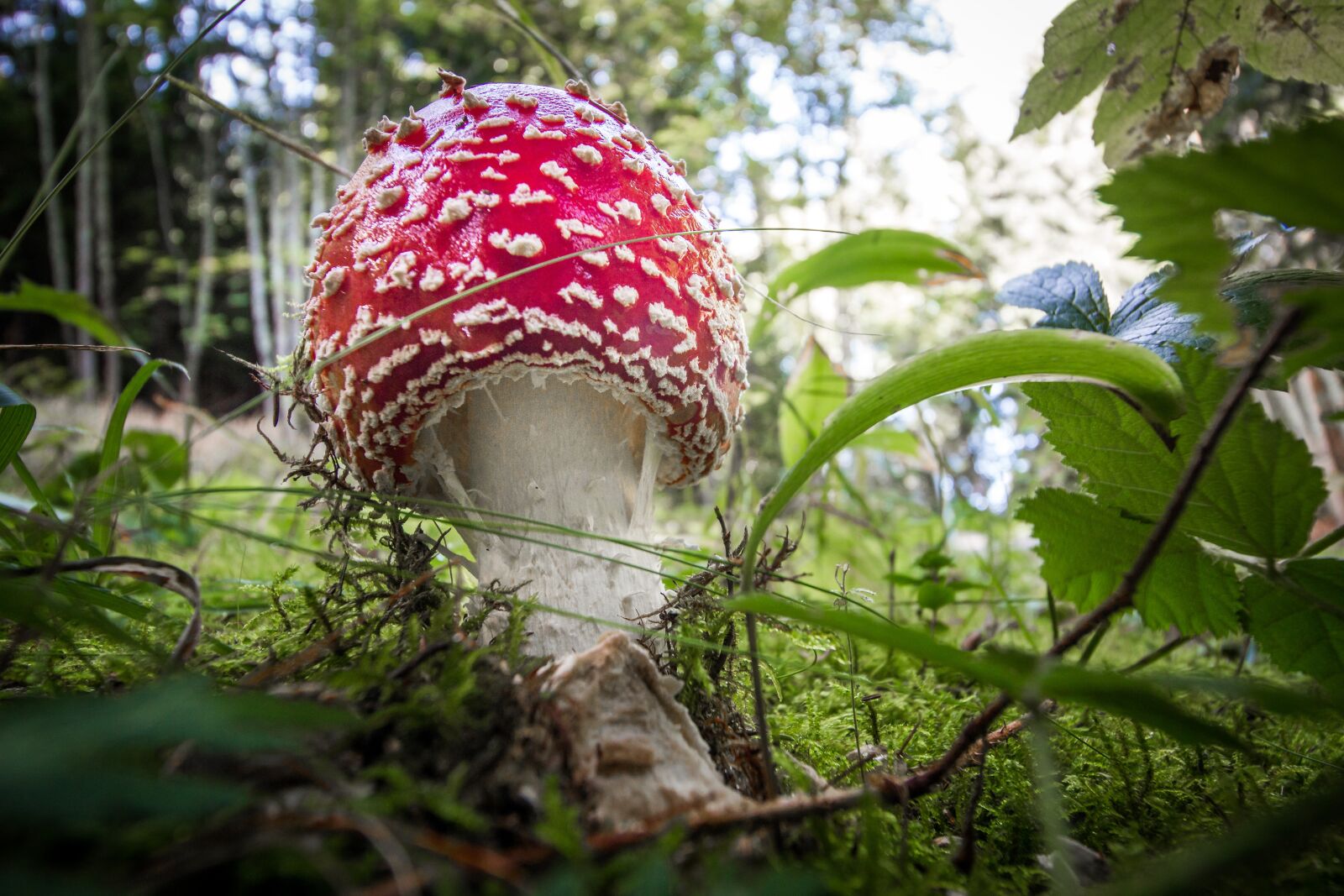 Canon EOS 600D (Rebel EOS T3i / EOS Kiss X5) + Canon EF-S 10-18mm F4.5–5.6 IS STM sample photo. Fly agaric, forest, toxic photography