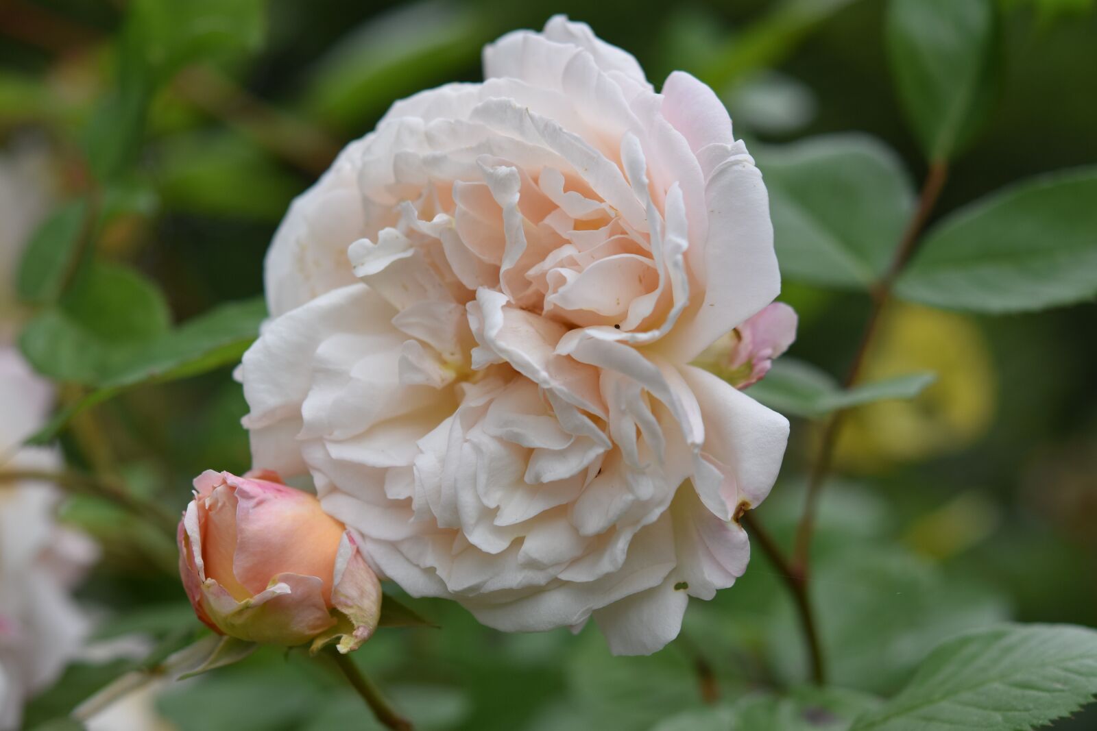 Nikon D5600 sample photo. Pink, rosebush, shrub photography