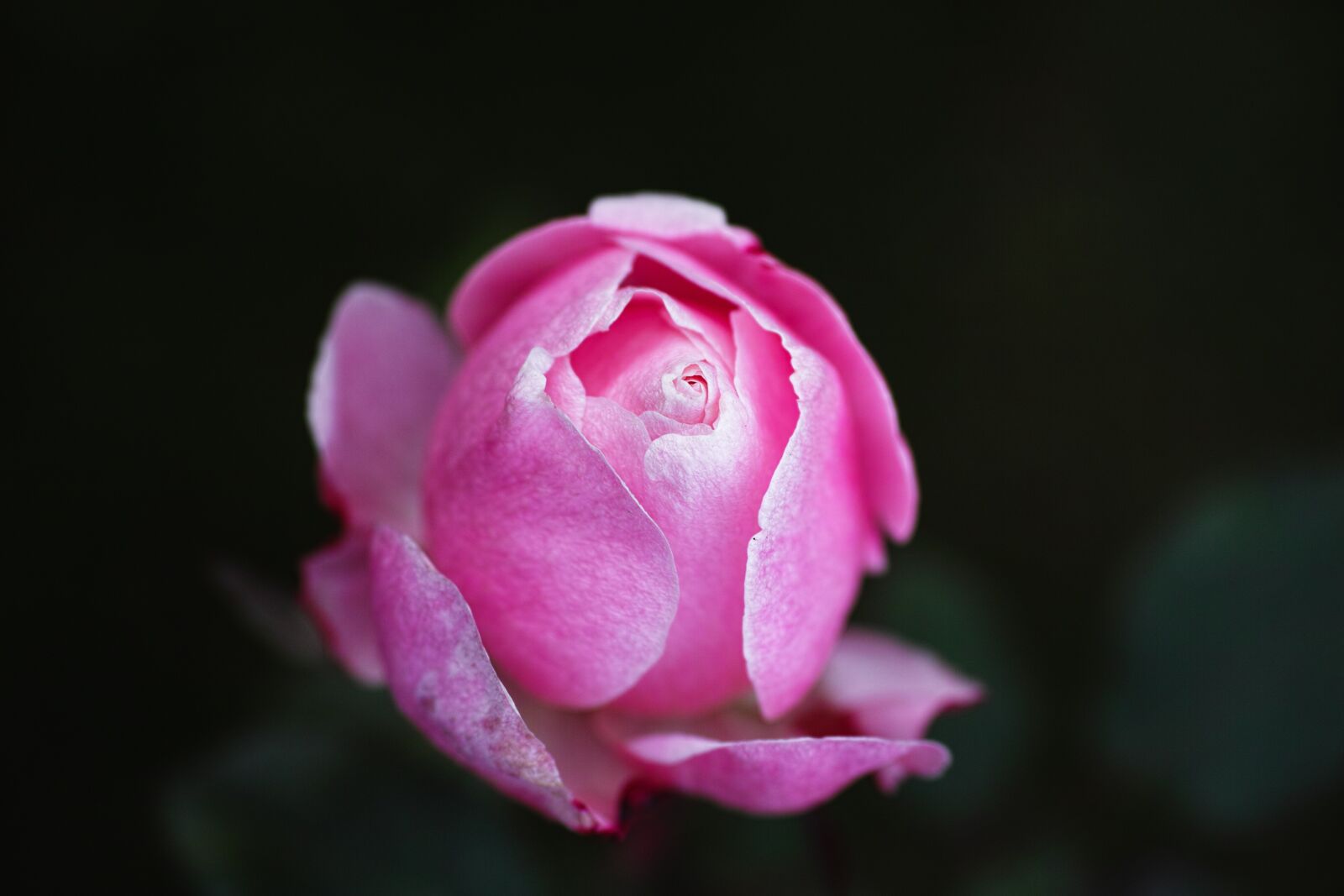 Sigma DP3 Merrill sample photo. Rose, pink, the leaves photography