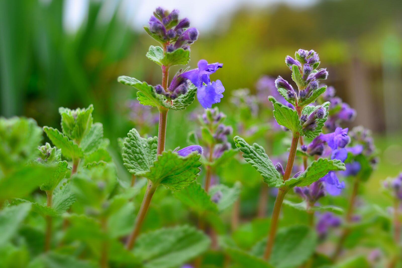 Nikon D5200 sample photo. Garden, flowers, nature photography